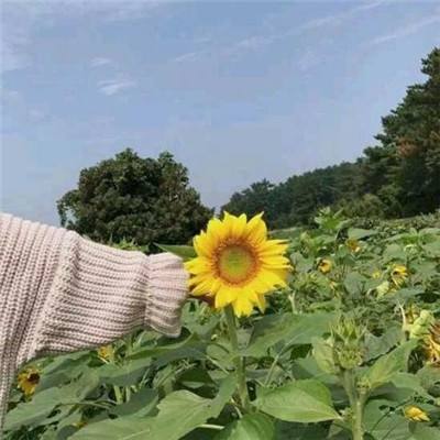 决胜足球内测版下载